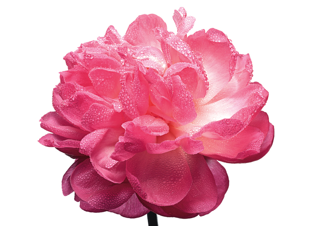 ������� ����������� � ������� ����� ������ Miss Dior