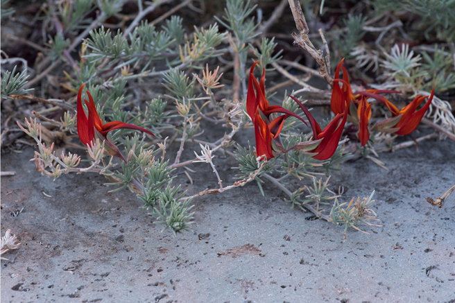 ���������� ���� � Fondazione Prada