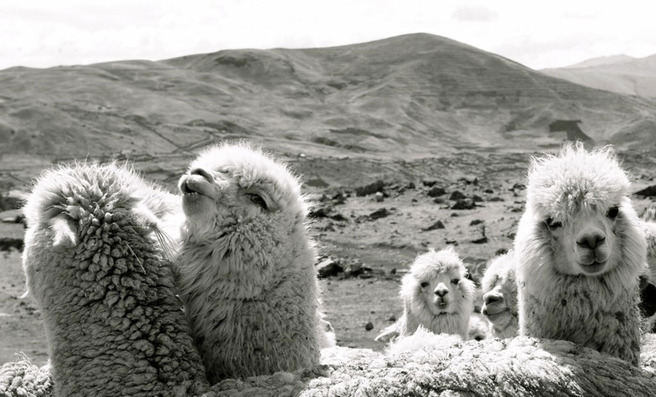 ���������� �������